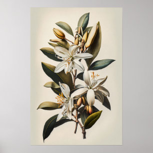 White Vanilla Flowers Art Print Poster