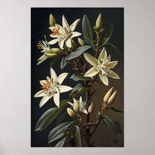 White Vanilla Flowers Art Print Poster