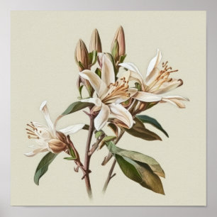 White Vanilla Flowers Art Print Poster