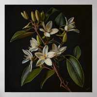White Vanilla Flowers Art Print Poster