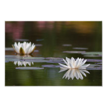 White water lilies