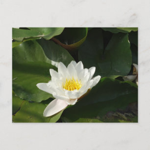White Water Lilly Photography Postcard