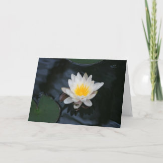 "White Water Lily"  Flower Photo Greeting Card