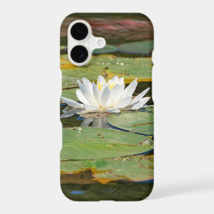 white water lily in pond