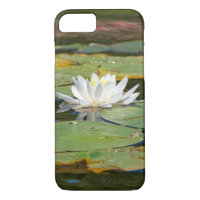 white water lily in pond