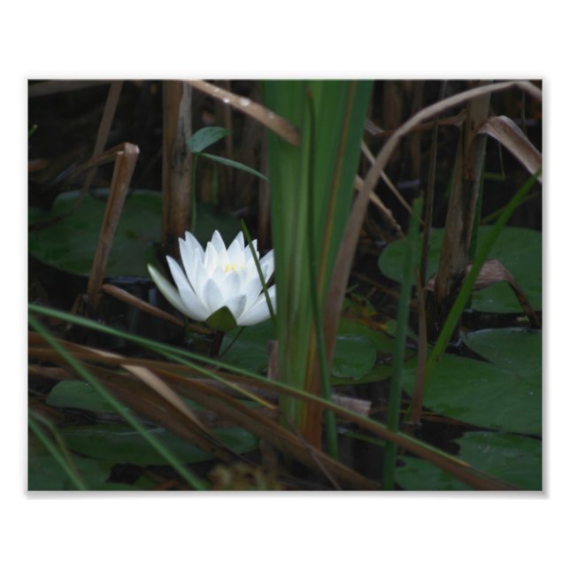 White Water Lily Lotus Lilypads 10x8 Flower Photo Print (Front)