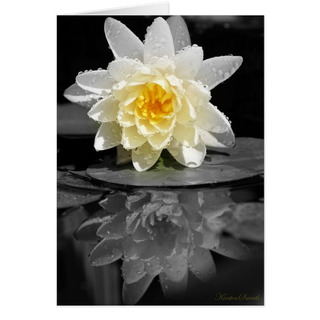 White Water Lily Photograph (Front)