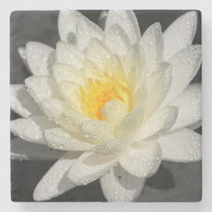 White Water Lily Photograph Stone Coaster