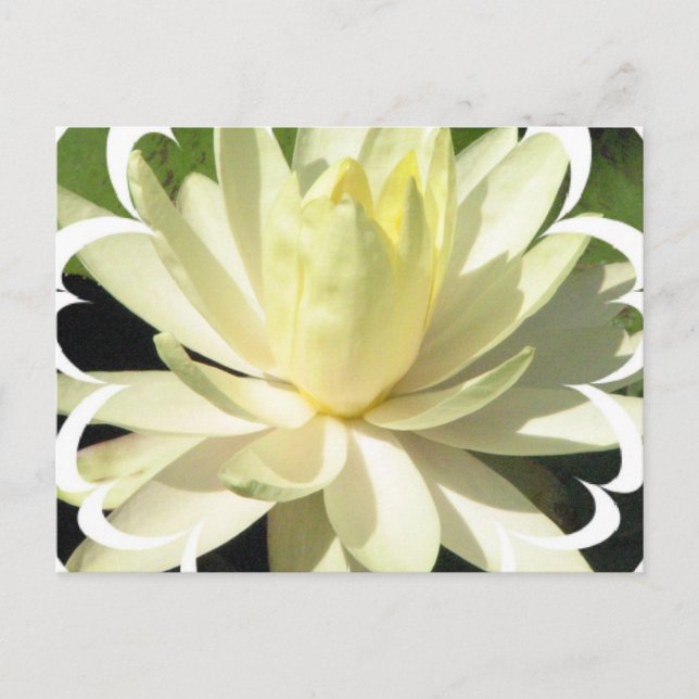 White Water Lily Postcard (Front)