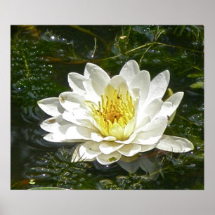 White Water Lily Poster