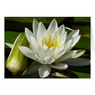 White Waterlily and Bud Floral