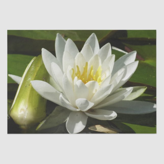 White Waterlily and Bud Floral Tissue Paper (Front)