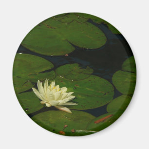 White Waterlily I Peaceful Floral Photography Magnet
