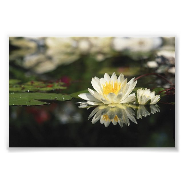 White Waterlily Photo Print (Front)
