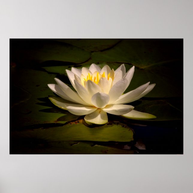 White Waterlily Poster (Front)