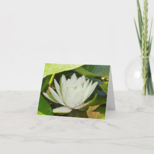 White Waterlily Sympathy Card