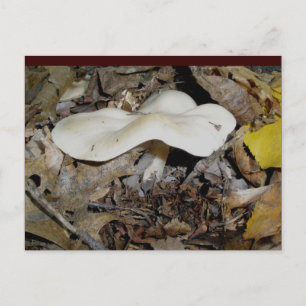White Wavy Mushroom Postcard