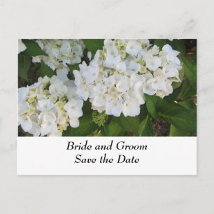 White Wedding Hydrangeas Announcement Postcard