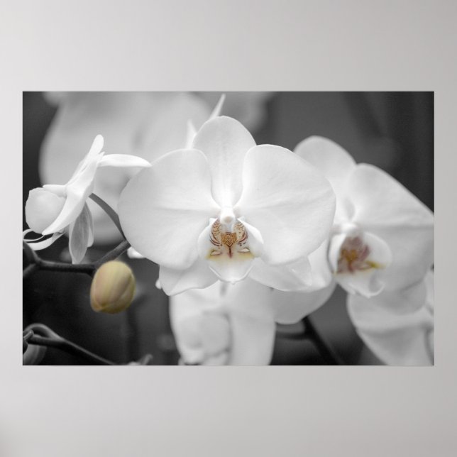 White Wedding Orchid Poster (Front)