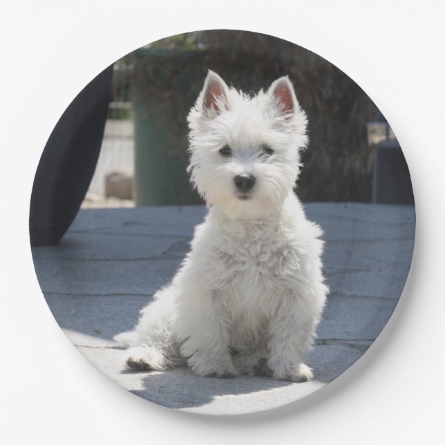 White West Highland Terrier Sitting on Sidewalk Paper Plate (Front)