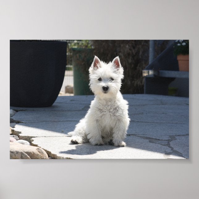 White West Highland Terrier Sitting on Sidewalk Poster (Front)