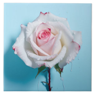 White wet rose on turquoise blue background ceramic tile