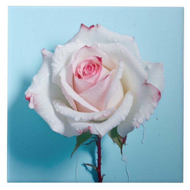 White wet rose on turquoise blue background ceramic tile (Front)