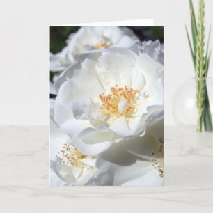 White & White - Roses - Floral Photography Card
