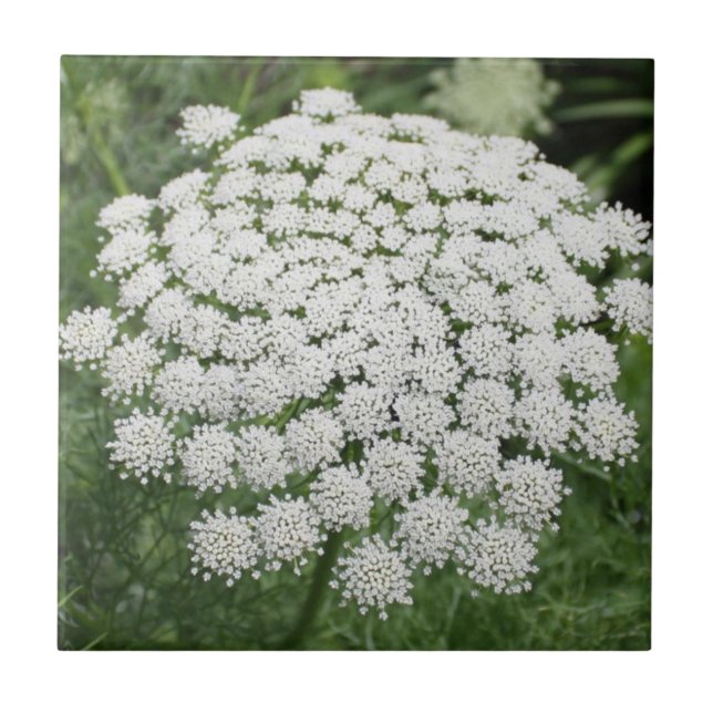 White Wild Flower Queen Anne’s Lace Ceramic Tile (Front)