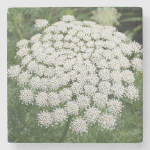 White Wild Flower Queen Anne’s Lace