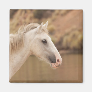 White Wild Horse Magnet