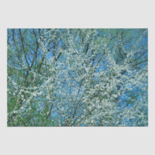 White wild plum tree in blossom tissue paper