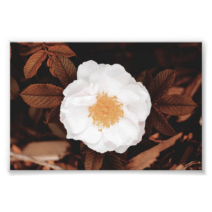 White Wild Rose On Copper Toned Autumn Leaves Photo Print