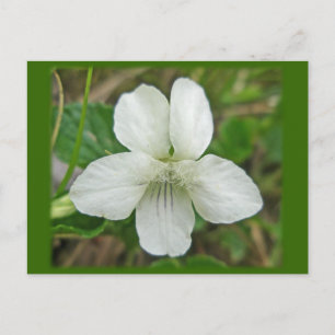 White Wild Violet Coordinating Items Postcard