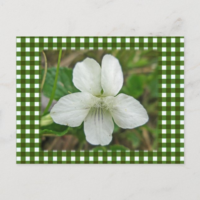 White Wild Violet Coordinating Items Postcard (Front)