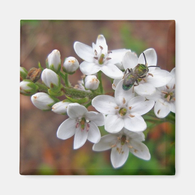 White Wildflower & Bee Fly Magnet (Front)