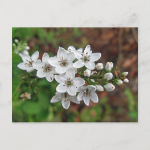 White Wildflower & Bee Fly Postcard