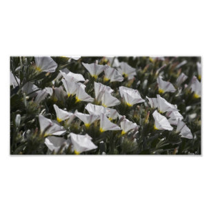 White Wildflowers all around Photo Print