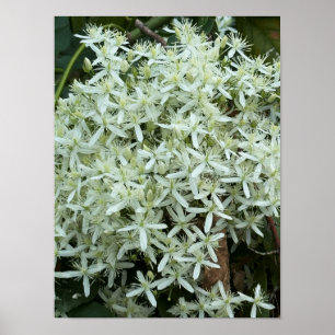 White Wildflowers Photo Poster