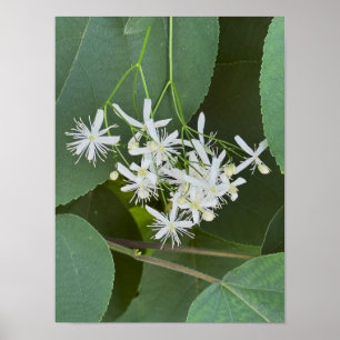 White Wildflowers Photo Poster