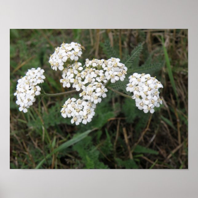 White Wildflowers Print (Front)