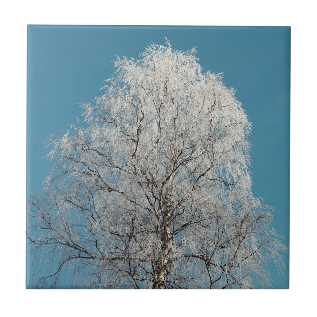  White Willow Tree Against Cloudless Blue Sky Ceramic Tile (Front)