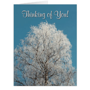 White Willow Tree Cloudless Sky Blank Inside