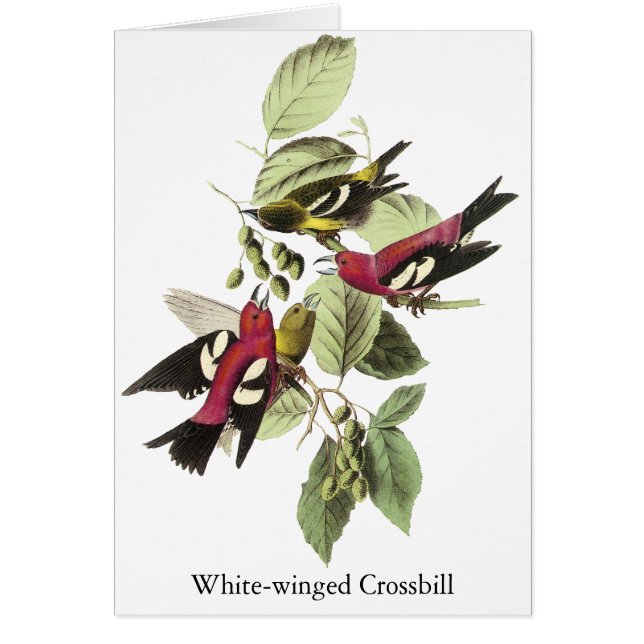 White-winged Crossbill - John James Audubon (Front)