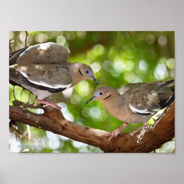 White-Winged Doves Poster (Front)