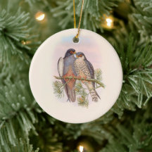 White-winged Red-footed Kestrel 