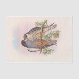 White-winged Red-footed Kestrel, Decoupage Tissue Paper