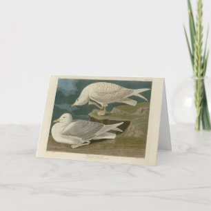 White-winged silvery Gull Audubon Birds of America Card