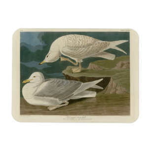 White-winged silvery Gull Audubon Birds of America Magnet