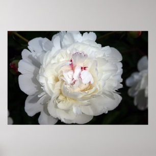 White With A Touch Of Colour Poster
